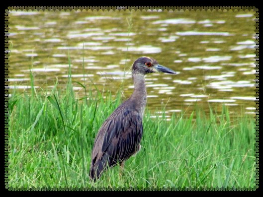 SX400 IS © Photo Artist Susan Ruth Robertson 090025006100 022.JPG