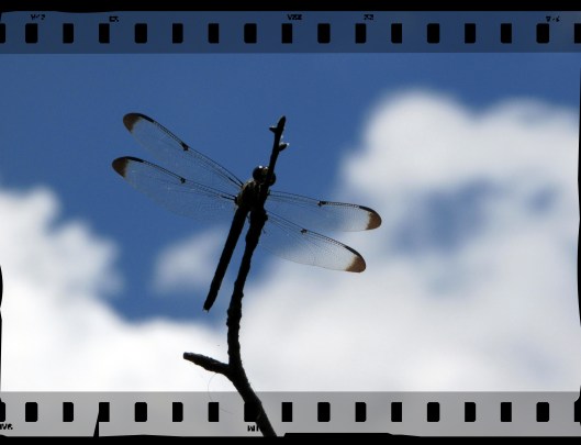 SX400 IS © Photo Artist Susan Ruth Robertson 090025006100 029.JPG