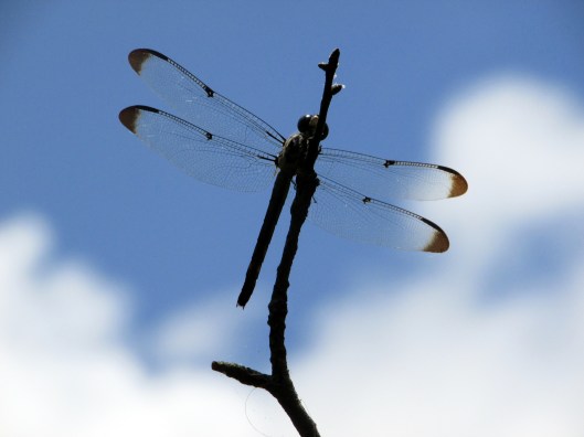 SX400 IS © Photo Artist Susan Ruth Robertson 090025006100 030.JPG