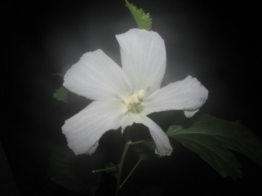 SX400 IS © Photo Artist Susan Ruth Robertson 090025006100 042.JPG