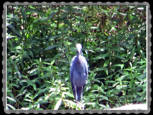 © Photo Artist Susan Ruth Robertson 090025006100 005.JPG