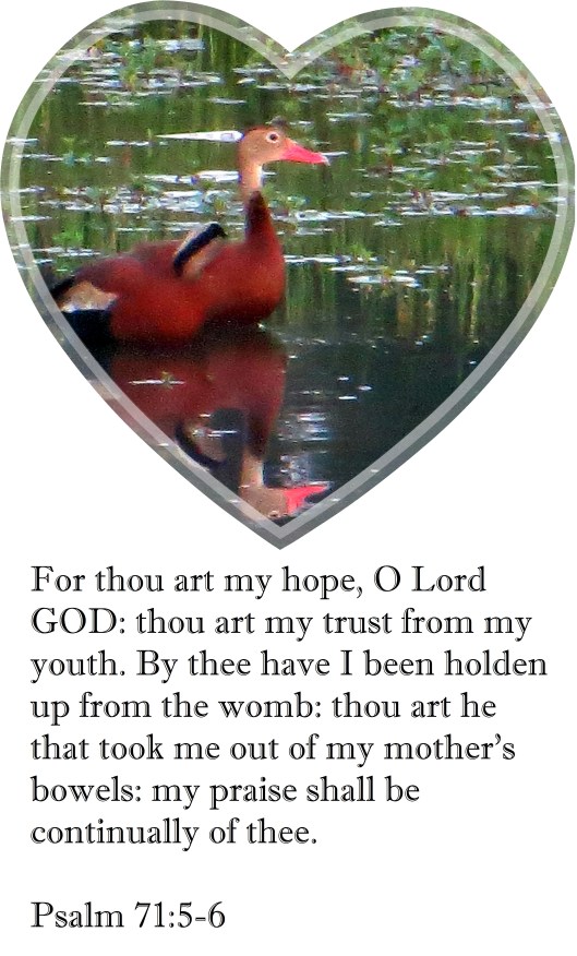 © Photo Artist Susan Ruth Robertson 090025006100 007 - Copy.JPG