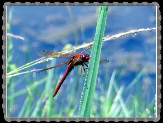 © Photo Artist Susan Ruth Robertson 090025006100 011.JPG