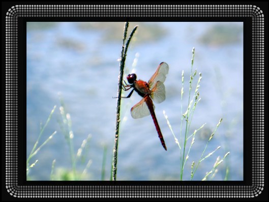 © Photo Artist Susan Ruth Robertson 090025006100 018.JPG