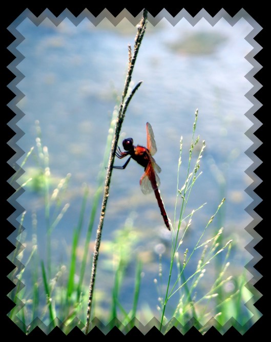 © Photo Artist Susan Ruth Robertson 090025006100 020.JPG