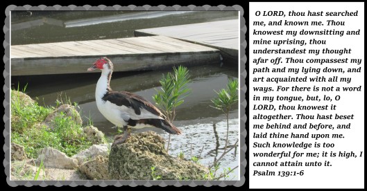 © Photo Artist Susan Ruth Robertson 090025006100 (60) - Copy.JPG