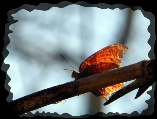 ©Photo Artist Susan Ruth Robertson 09002500610 003.JPG