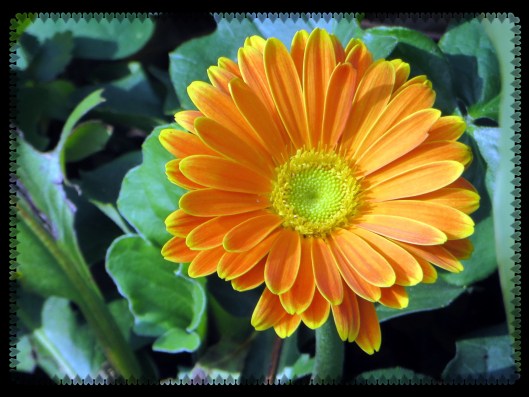 Photo Artist Susan Robertson (14).JPG