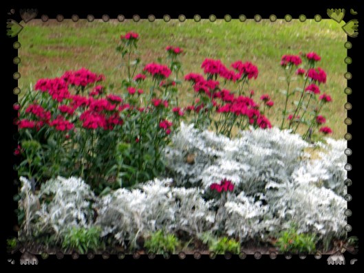 Photo Artist Susan Robertson (8).JPG