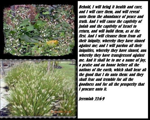 Photo Artist Susan Robertson (24) - Copy.JPG