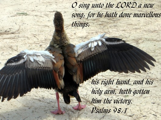 © Photo Artist Susan Ruth Robertson 090025006100 067 - Copy.JPG