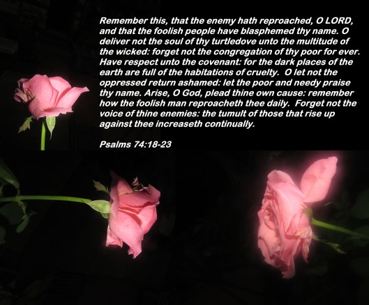 © Photo Artist Susan Ruth Robertson 090025006100 016 - Copy.JPG
