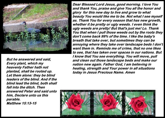 SX260 HS © Photo Artist Susan Ruth Robertson 090025006100 030 - Copy.JPG