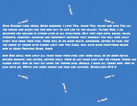 © Photo Artist Susan ruth Robertson 09002500100 005 - Copy.JPG