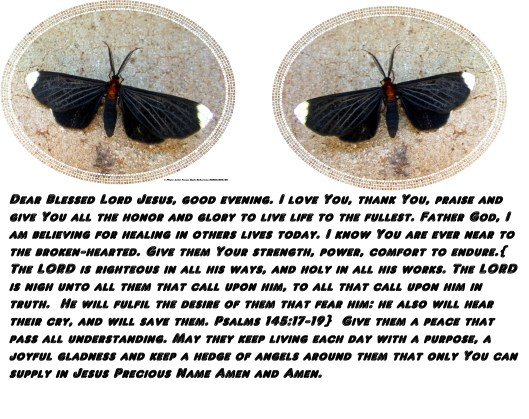 © Photo Artist Susan Ruth Robertson 090025006100 016 - Copy.JPG