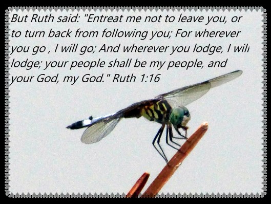 © Photo Artist Susan Ruth Robertson 0925006100 011 - Copy.JPG