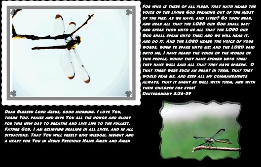 SX400 IS © Photo Artist Susan Ruth Robertson 090025006100 033 - Copy.JPG