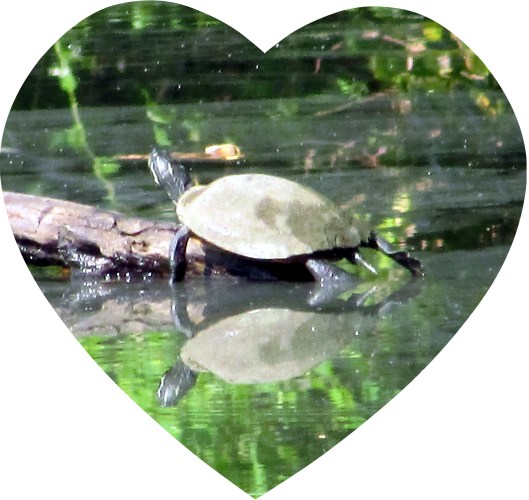 © Photo Artist Susan Ruth Robertson 090025006100 001.JPG