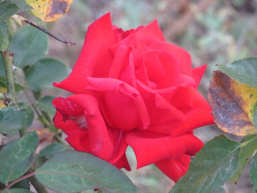 © Photo Artist Susan Ruth Robertson 090025006100 003.JPG