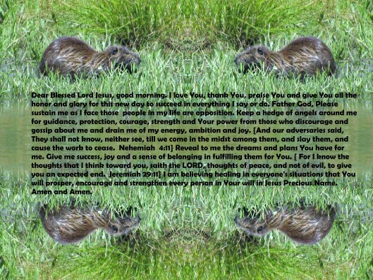 © Photo Artist Susan Ruth Robertson 090025006100 SX 400 IS 007 - Copy - Copy.JPG