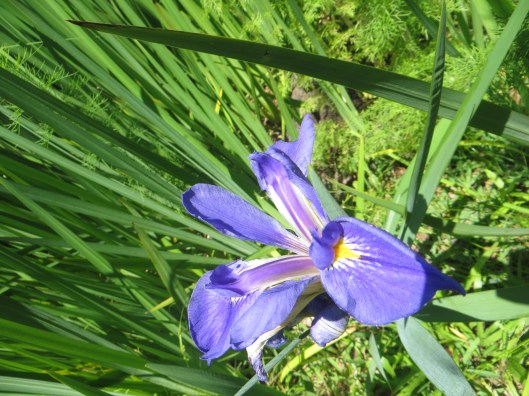 © Photo Artist Susan Ruth Robertson 090025006100 (23) - Copy.JPG