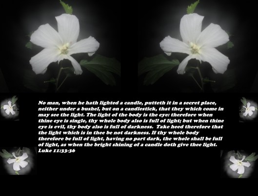 SX400 IS © Photo Artist Susan Ruth Robertson 090025006100 042 - Copy - Copy.JPG