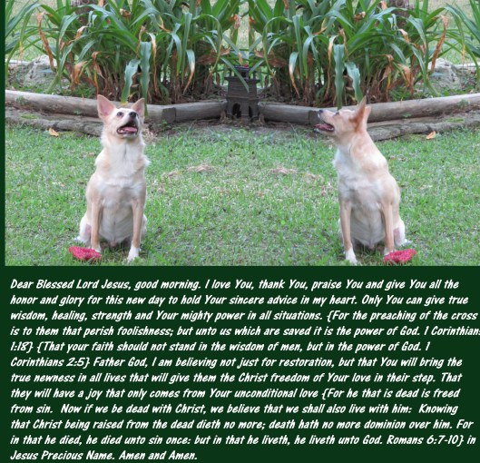 © Photo Artist Susan Ruth Robertson 090025006100 007 - Copy - Copy.JPG