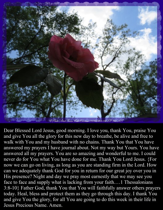 © Photo Artist Susan Ruth Robertson 090025006100 SX 540 HS 012 - Copy.JPG