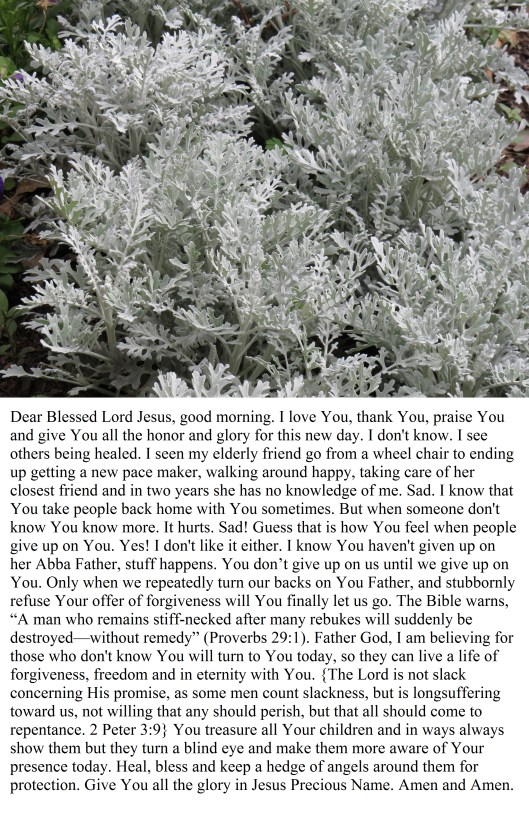 © Photo Artist Susan Ruth Robertson 090025006100 SX 540 HS 084 - Copy.JPG
