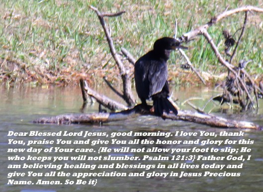 © Photo Artist Susan Ruth Robertson 090025006100 SX540HS 021 - Copy.JPG