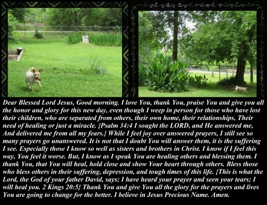 © Photo Artist Susan Ruth Robertson 090025006100 SX 400 IS 017 - Copy.JPG