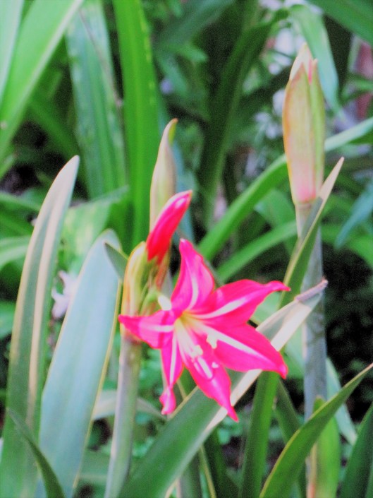 © Photo Artist Susan Ruth Robertson 090025006100 SX540HS 004.JPG