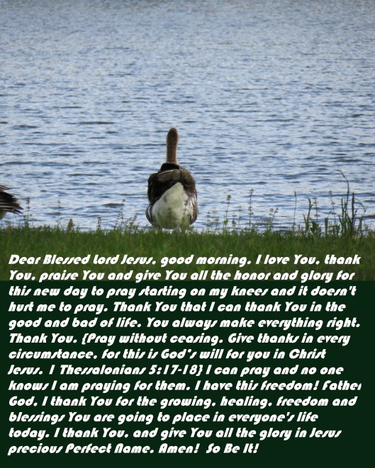 © Photo Artist Susan Ruth Robertson 090025006100 SX540HS 010.JPG