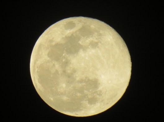 © Photo Artist Susan Ruth Robertson 090025006100 SX540HS 128.JPG