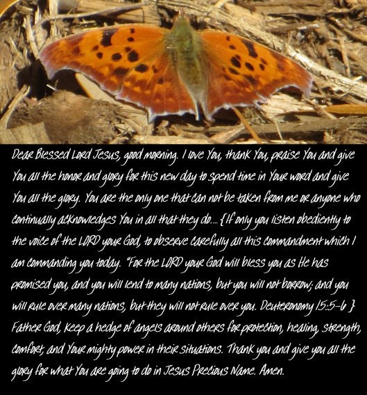 © Photo Artist Susan Ruth Robertson 090025006100 032 - Copy.JPG