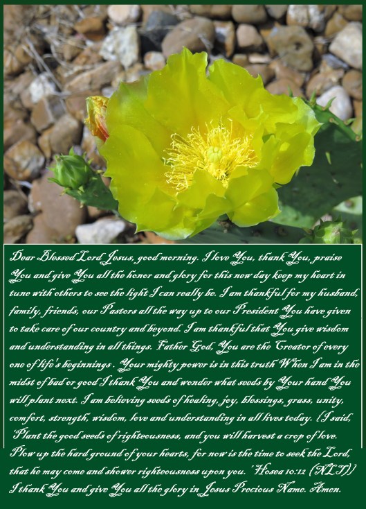 © Photo Artist Susan Ruth Robertson 090025006100 SX540HS 038 - Copy.JPG