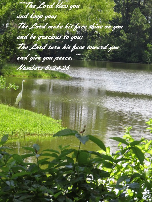 © Photo Artist Susan Ruth Robertson 090025006100 SX 400 IS (44) - Copy.JPG