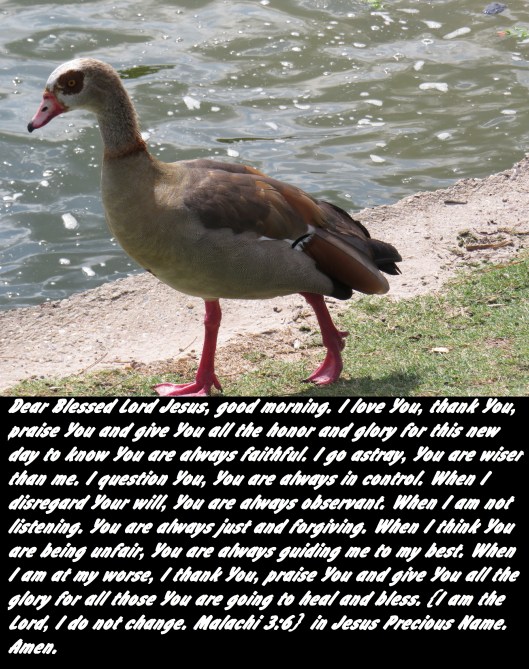 © Photo Artist Susan Ruth Robertson 090025006100 SX 540 HS  (15) - Copy.JPG