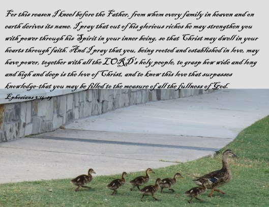 © Photo Artist Susan Ruth Robertson 090025006100 SX540HS 076 - Copy.JPG