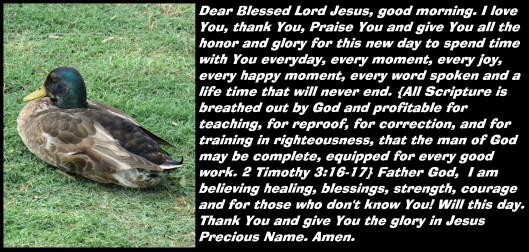 © Photo Artist Susan Ruth Robertson 090025006100 SX 540 HS  (6) - Copy.JPG
