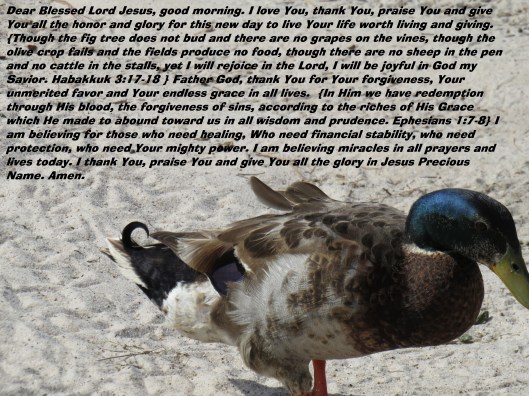 IMG_4139© Photo Artist Susan Ruth Robertson 090025006100 SX 400 IS (69) - Copy.JPG