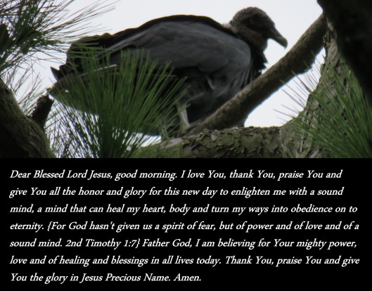 © Photo Artist Susan Ruth Robertson 090025006100 SX 400 IS (23).JPG