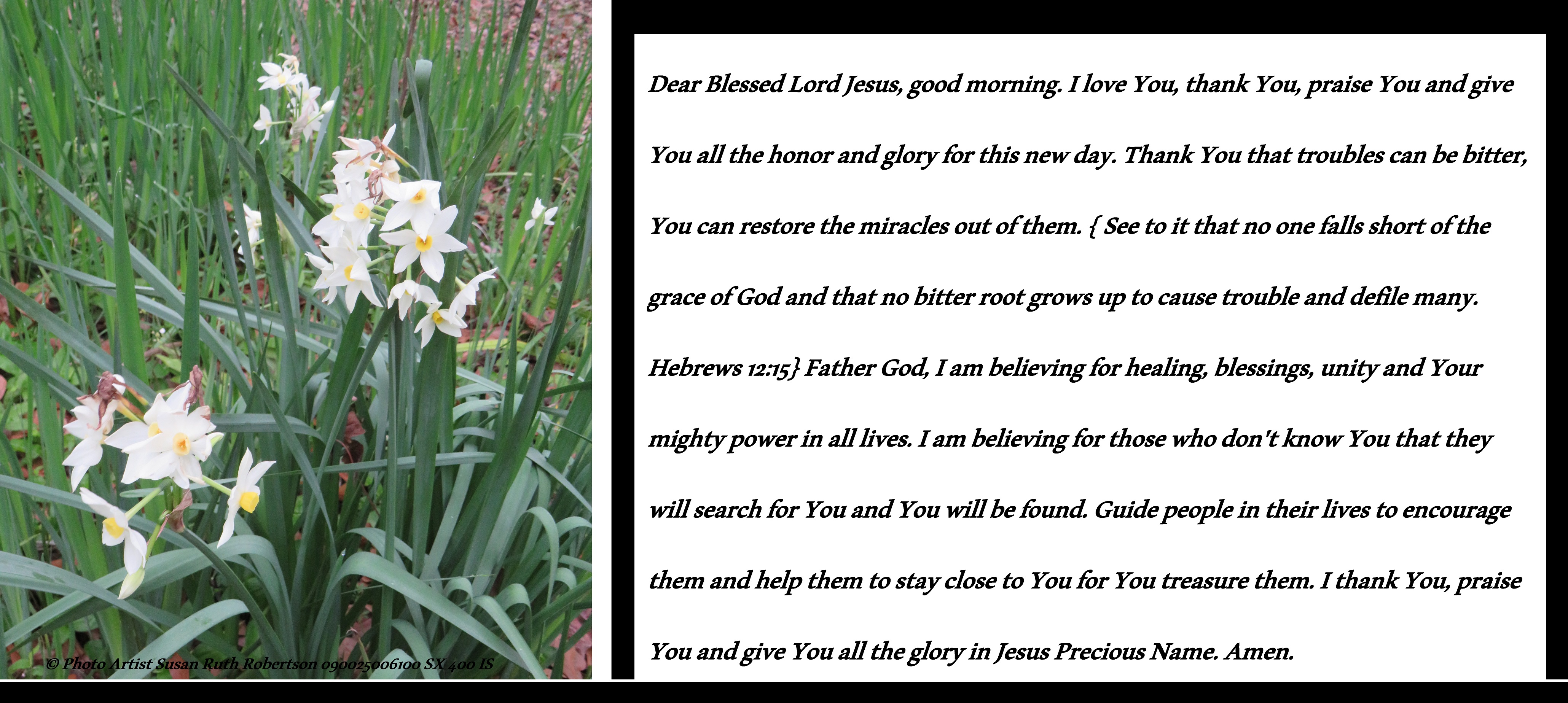 © Photo Artist Susan Ruth Robertson 090025006100 SX 400 IS (2).JPG