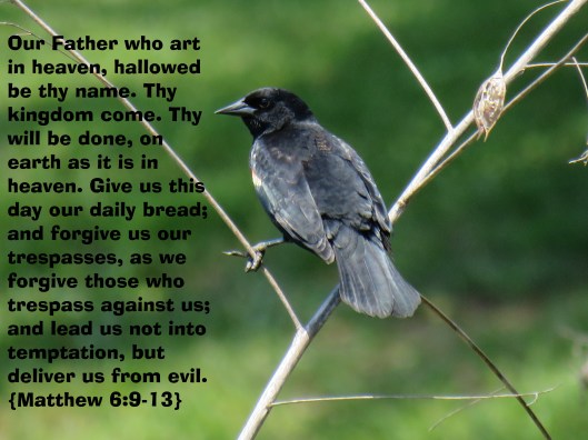 © Photo Artist Susan Ruth Robertson 090025006100 SX 400 IS (42).JPG