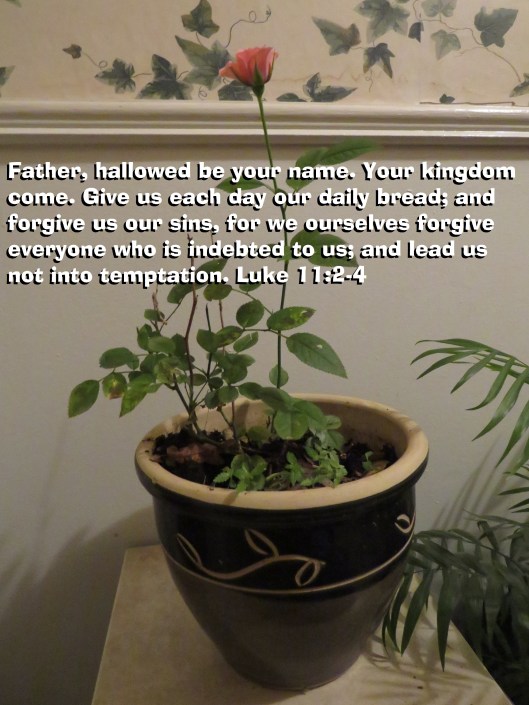 © Photo Artist Susan Ruth Robertson 090025006100 SX 400 IS (6).JPG