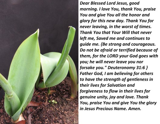 © Photo Artist Susan Ruth Robertson 090025006100 SX 540HS (75).JPG