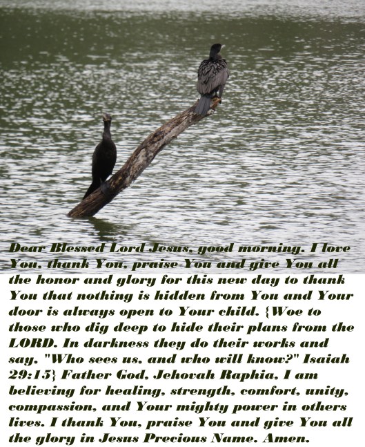 © Photo Artist Susan Ruth Robertson 090025006100 SX540HS 029 - Copy.JPG