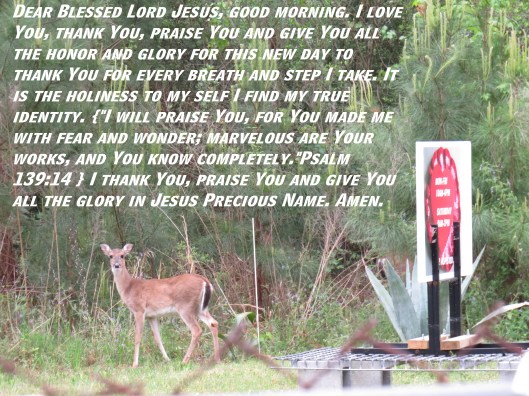 © Photo Artist Susan Ruth Robertson 090025006100 SX 400 (20) - Copy.JPG