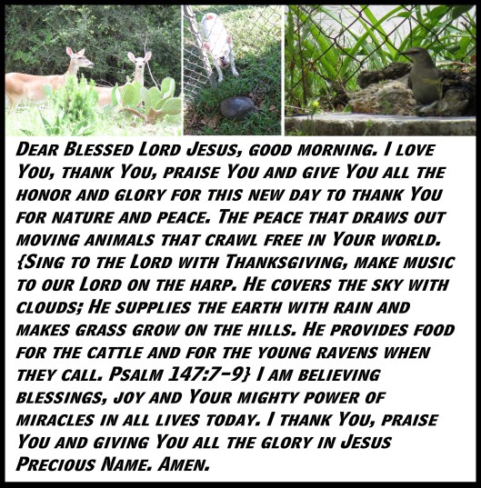 © Photo Artist Susan Ruth Robertson 090025006100 SX 400 (3).JPG