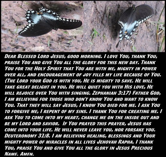 © Photo Artist Susan Ruth Robertson 090025006100 SX 400 (62) - Copy.JPG